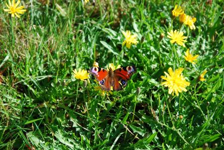 gallery_26801_4254_25269.jpg