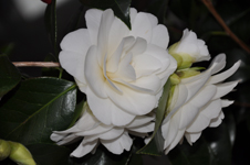 gallery_25358_4256_38591.jpg