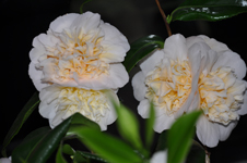 gallery_25358_4256_8496.jpg
