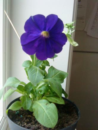 gallery_29629_4269_236.jpeg