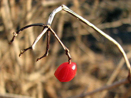 gallery_23000_4268_37722.jpg