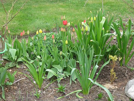 gallery_7737_4275_24536.jpg
