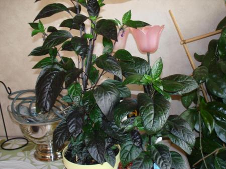 gallery_27171_4057_47277.jpg