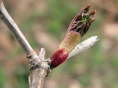 gallery_23000_4268_22492.jpg