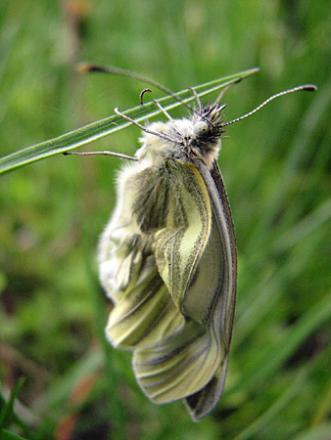 gallery_23000_4285_65085.jpg
