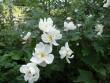 tn_gallery_30311_4286_413.jpg