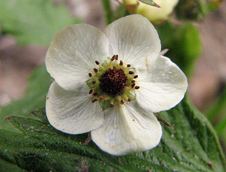 gallery_23000_4281_100861.jpg