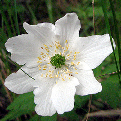 gallery_23000_4281_76882.jpg