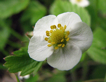 gallery_23000_4281_87342.jpg