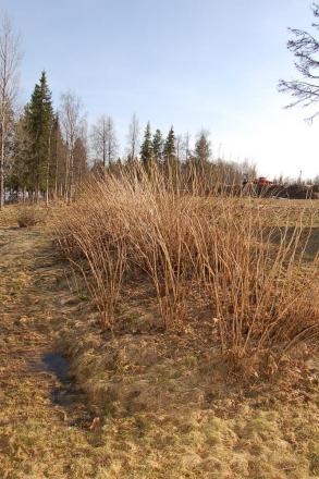 gallery_23014_4288_148534.jpg