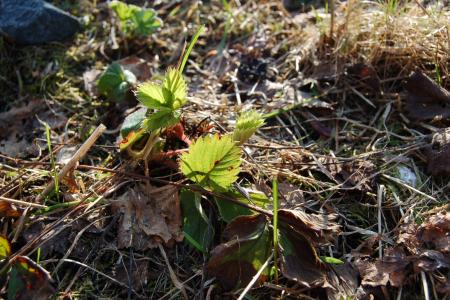 gallery_23014_4288_366304.jpg