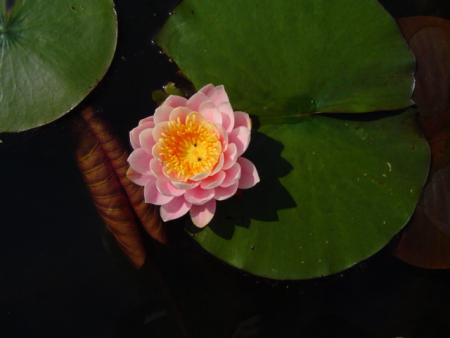 gallery_12789_2988_47370.jpg