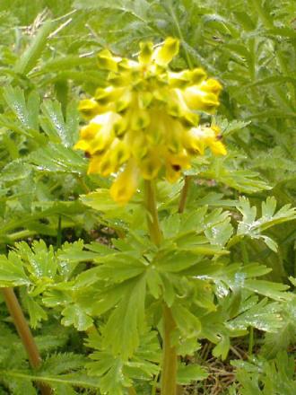 gallery_29641_4294_76935.jpg
