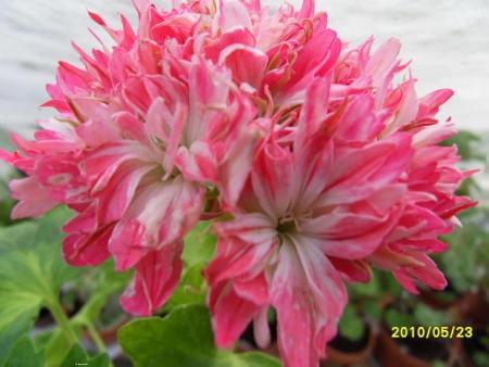 gallery_18075_2727_20509.jpg