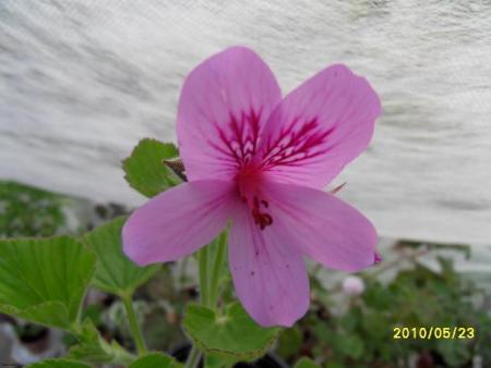 gallery_18075_2727_2487.jpg