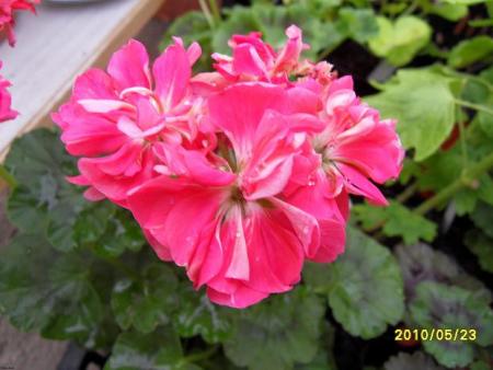 gallery_18075_2727_40397.jpg