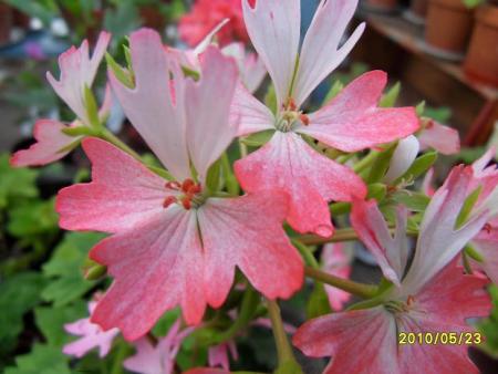 gallery_18075_2727_45257.jpg