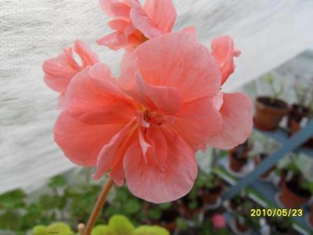 gallery_18075_2727_53041.jpg