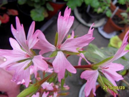 gallery_18075_2727_58830.jpg