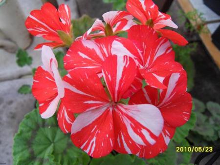 gallery_18075_2727_73451.jpg