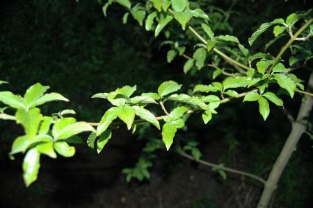 gallery_30467_4308_125945.jpg