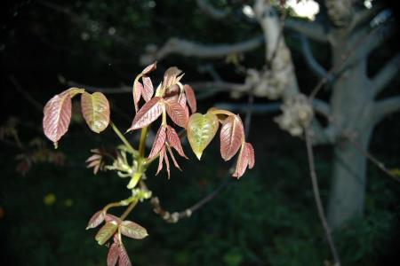 gallery_30467_4308_41111.jpg