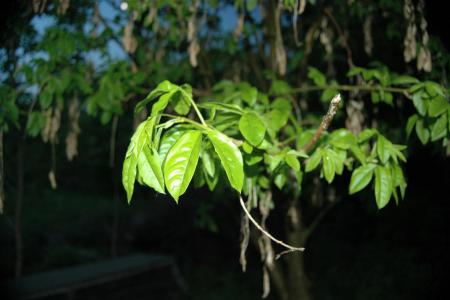 gallery_30467_4308_73670.jpg