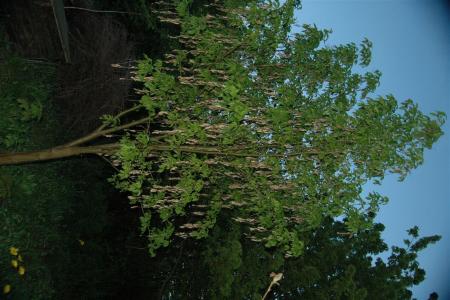 gallery_30467_4308_88820.jpg