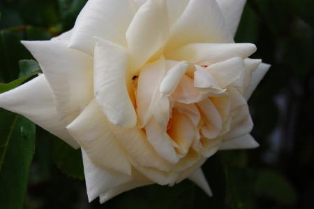 gallery_30477_4303_83318.jpg