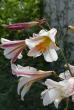 tn_gallery_30477_4303_16914.jpg