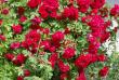 tn_gallery_30477_4303_4923.jpg