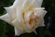 tn_gallery_30477_4303_83318.jpg