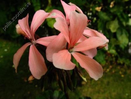 gallery_12843_2344_2713.jpeg