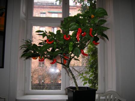 gallery_26579_4025_363381.jpg