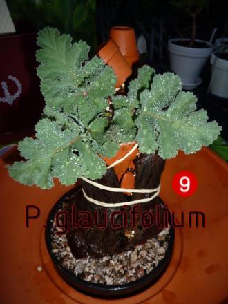 gallery_30580_4313_11126.jpg