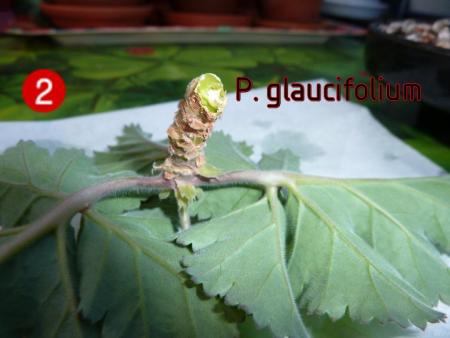 gallery_30580_4313_383.jpg