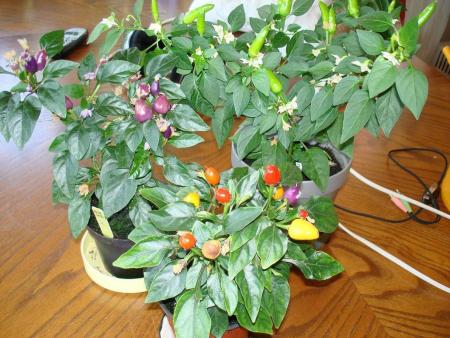 gallery_27171_4057_110849.jpg