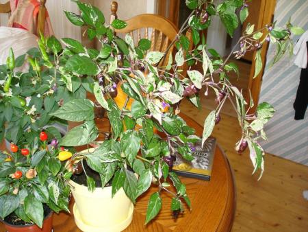 gallery_27171_4057_142504.jpg