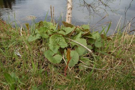 gallery_23014_4327_171637.jpg