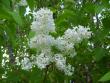 tn_gallery_22761_4328_77768.jpg