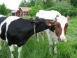tn_gallery_2529_1143_8646.jpg