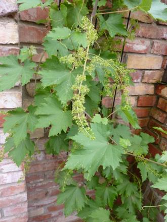 gallery_15902_2319_314776.jpg