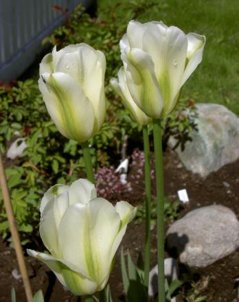 gallery_8514_4340_87262.jpg