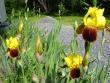 tn_gallery_805_4339_64114.jpg