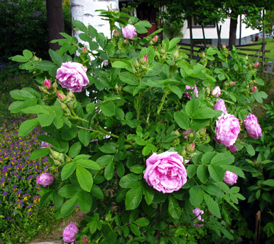 gallery_276_1645_100724.jpg