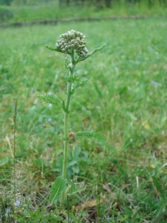 gallery_5887_4333_92321.jpg