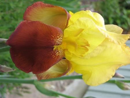 gallery_805_4339_3055.jpg
