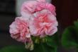 tn_gallery_9377_4348_13167.jpg