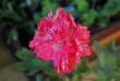 tn_gallery_9377_4348_32107.jpg