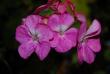 tn_gallery_9377_4348_9733.jpg